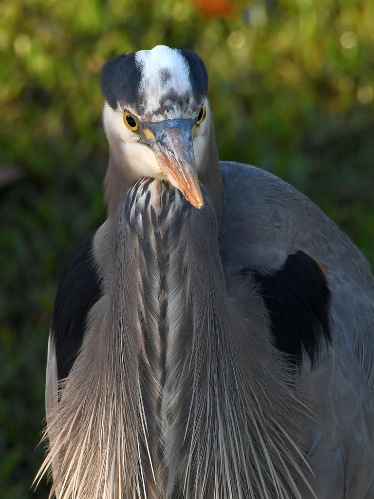 BlueHeron2.jpg