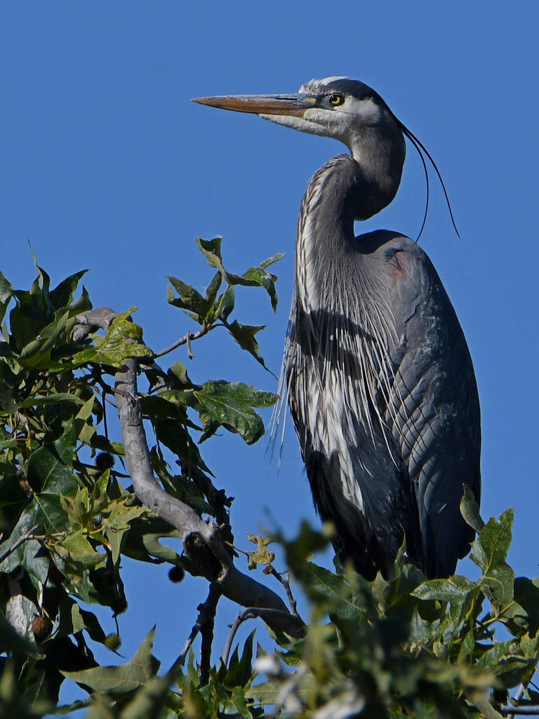 BlueHeron2.jpg