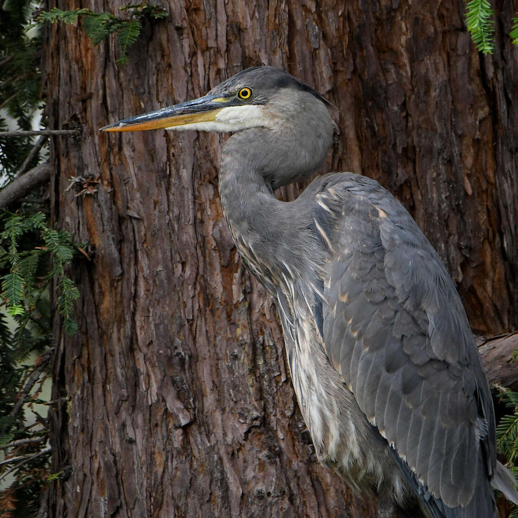 BlueHeron2.jpg