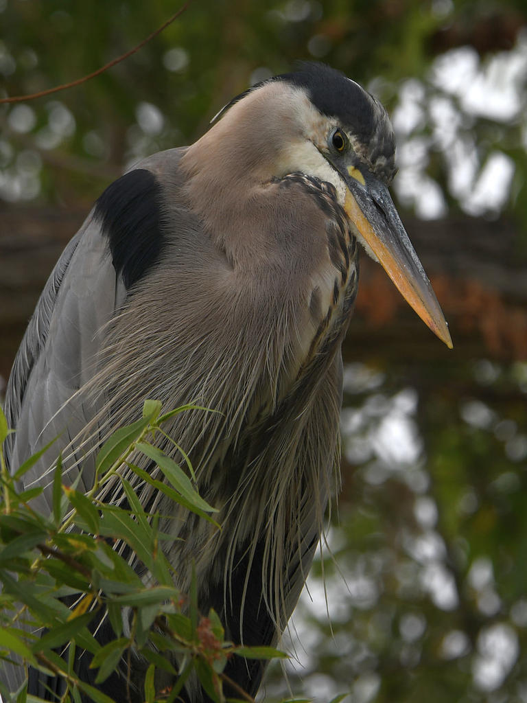 BlueHeron2.jpg