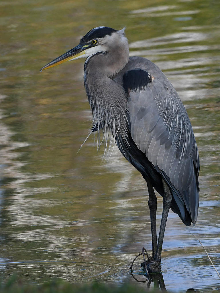 BlueHeron2.jpg