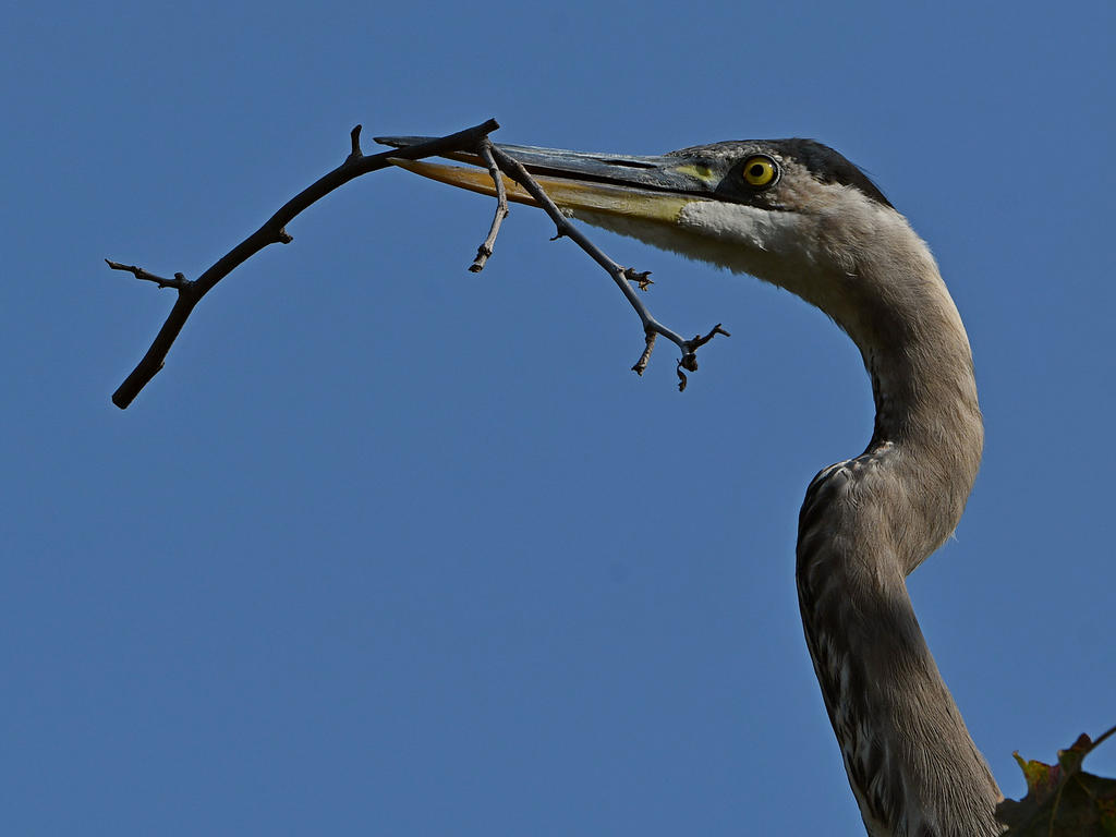BlueHeron2.jpg