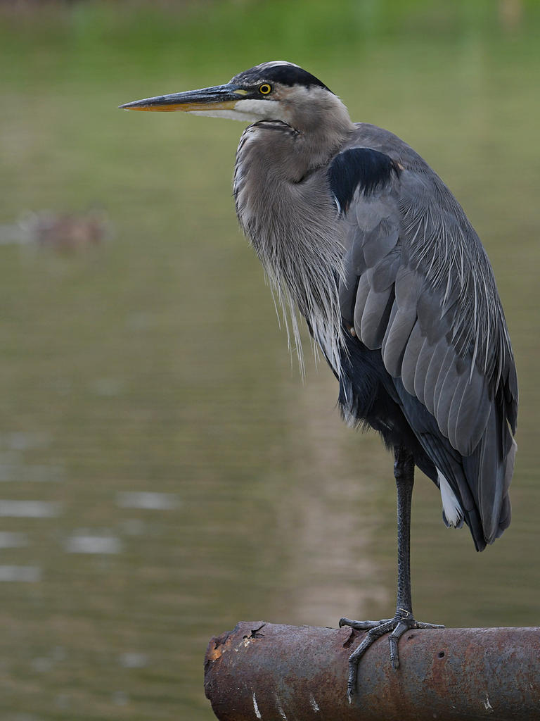 BlueHeron2.jpg