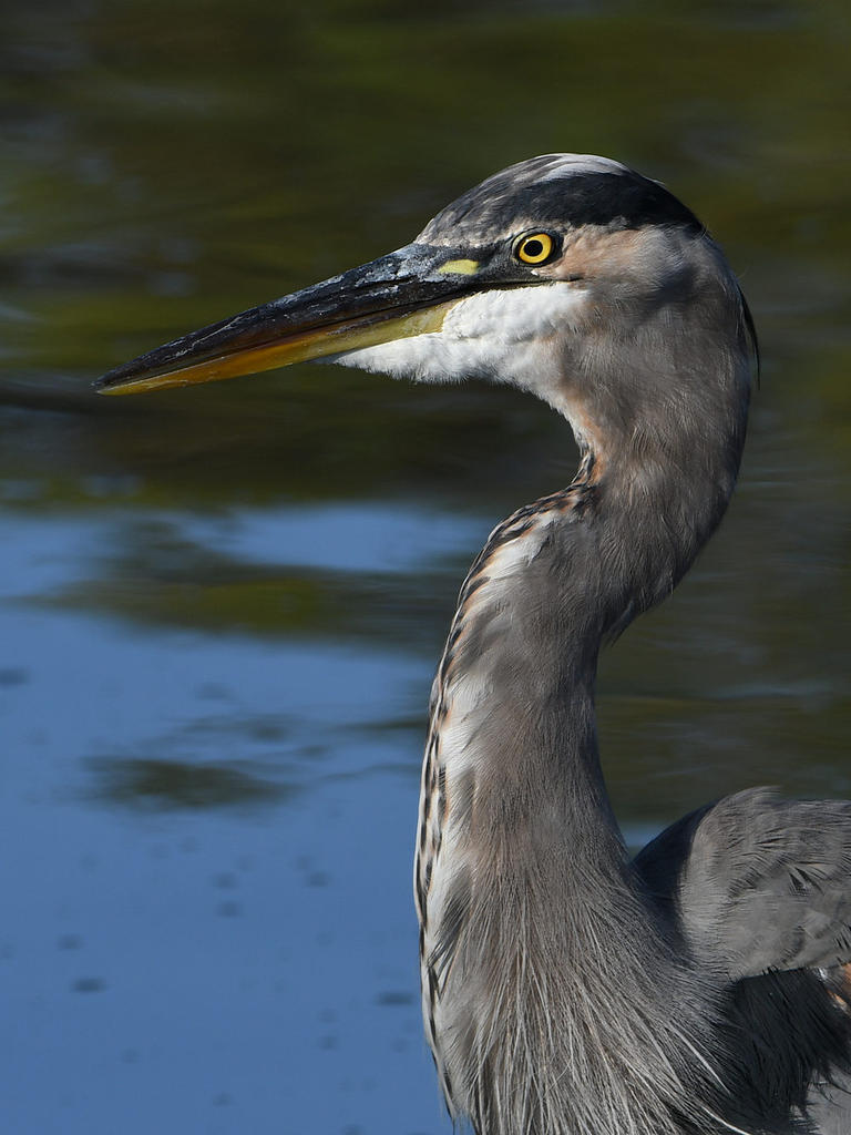 BlueHeron2.jpg