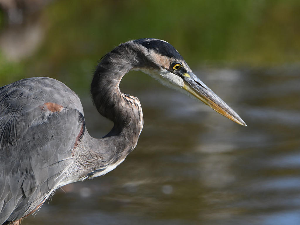 BlueHeron2.jpg