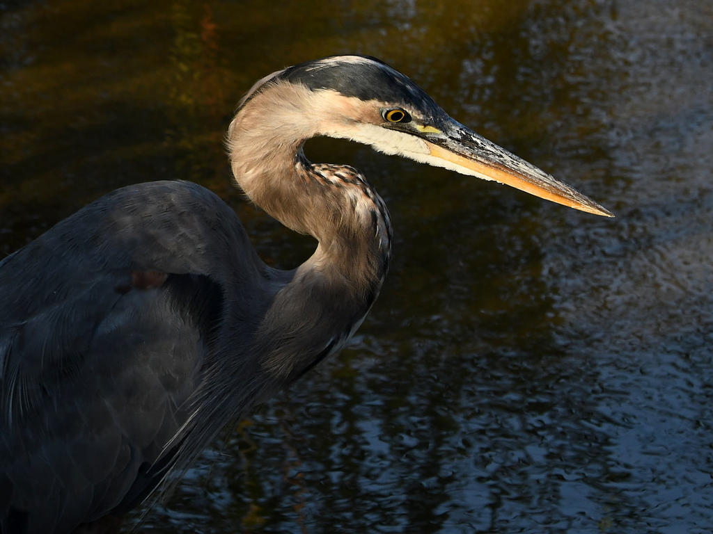 BlueHeron2.jpg