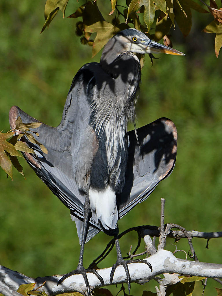 BlueHeron2.jpg