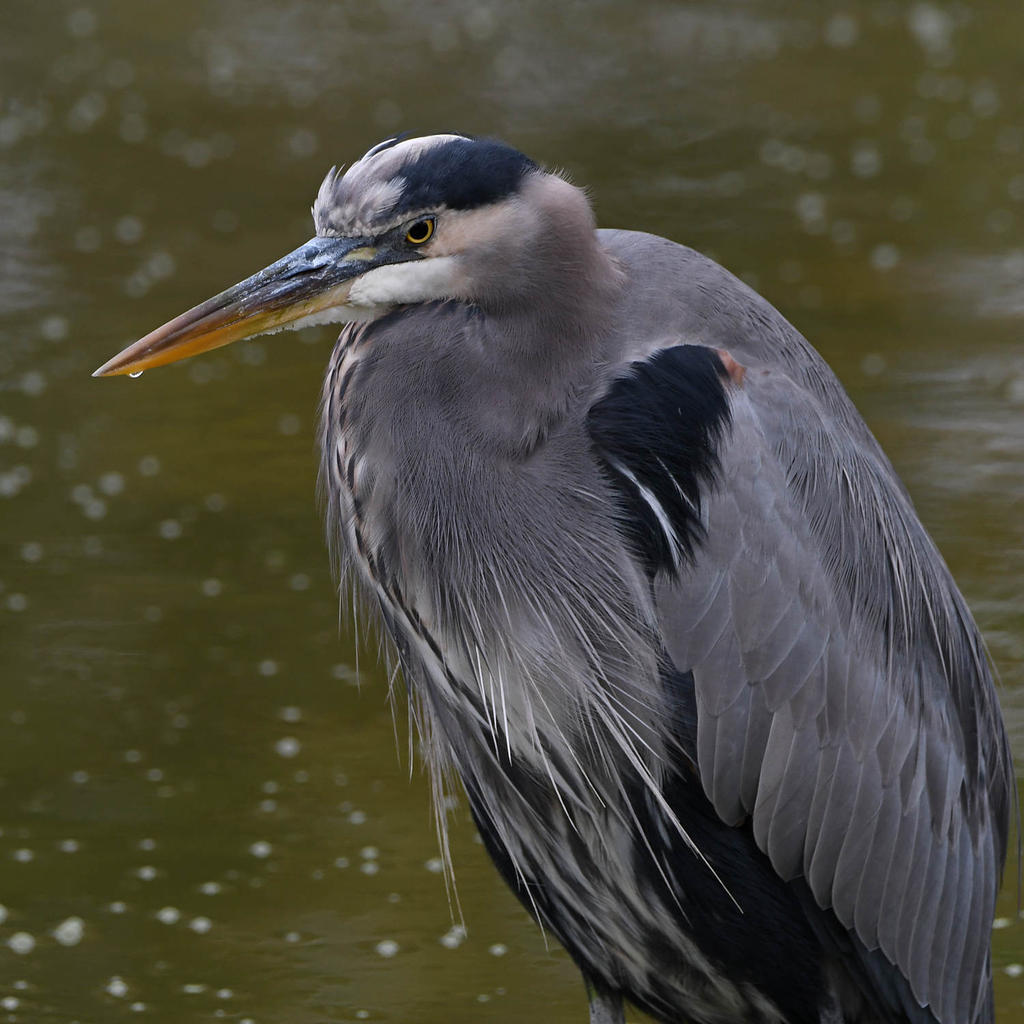 BlueHeron2.jpg