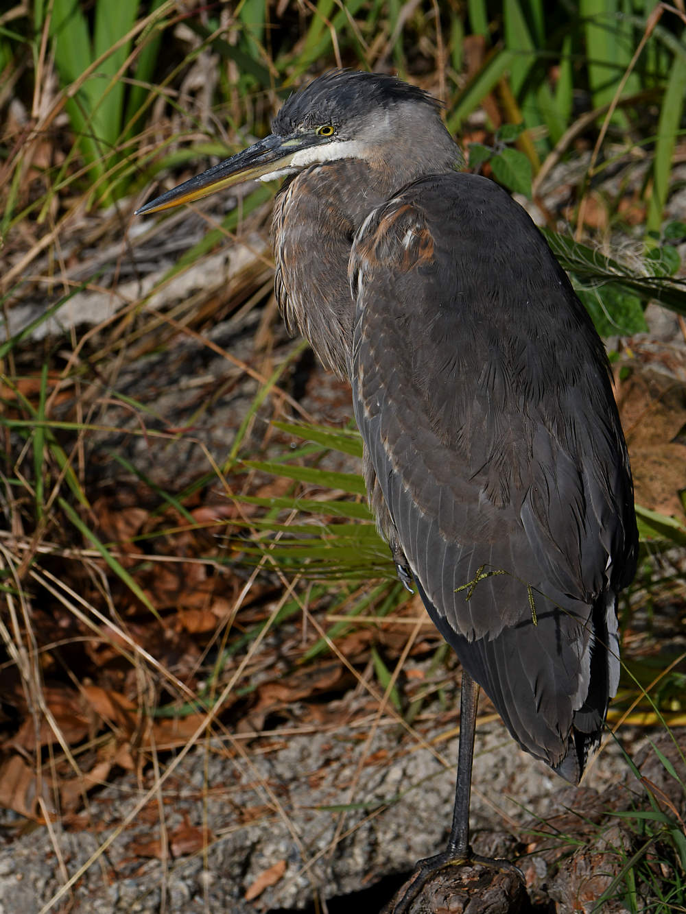 BlueHeron2.jpg