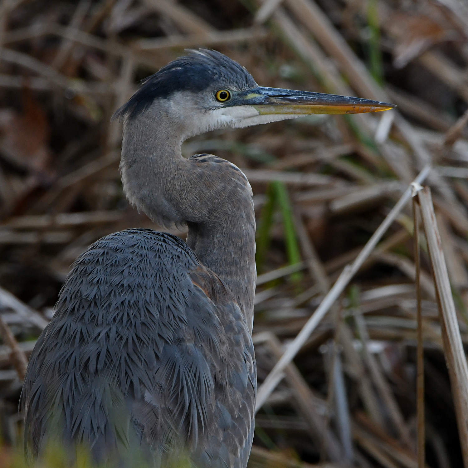BlueHeron2.jpg