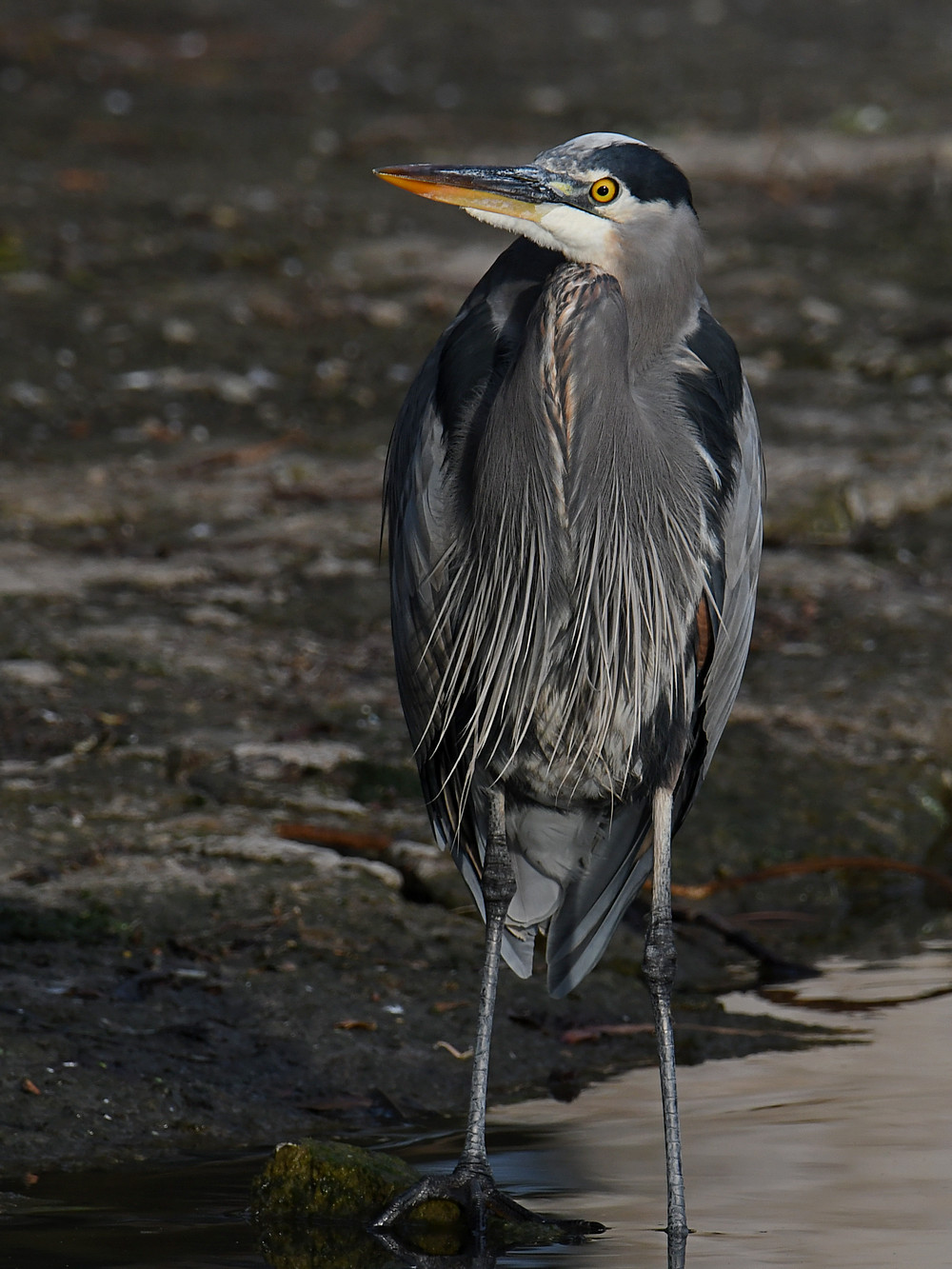 BlueHeron2.jpg