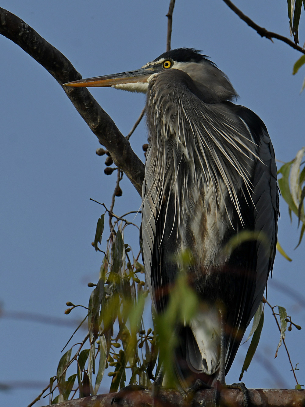 BlueHeron2.jpg