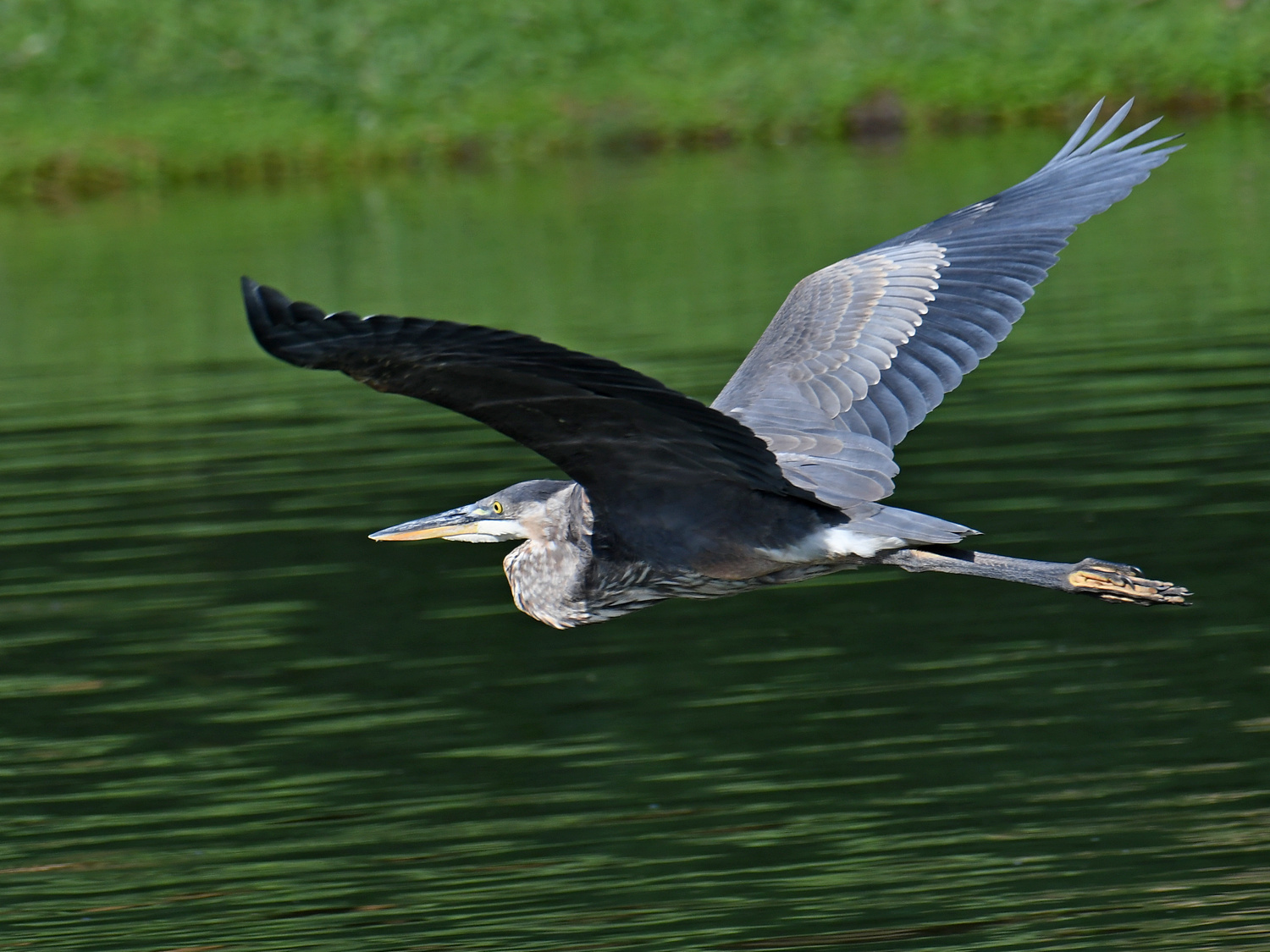 BlueHeron2.jpg