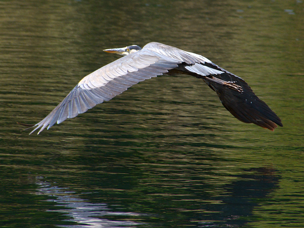 BlueHeron2.jpg