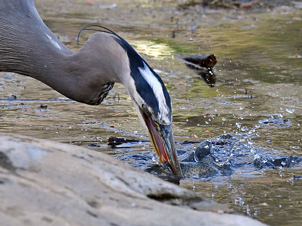 BlueHeron20.jpg