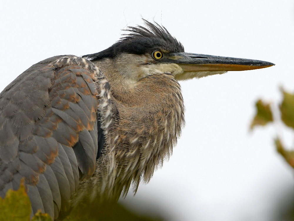 BlueHeron20.jpg