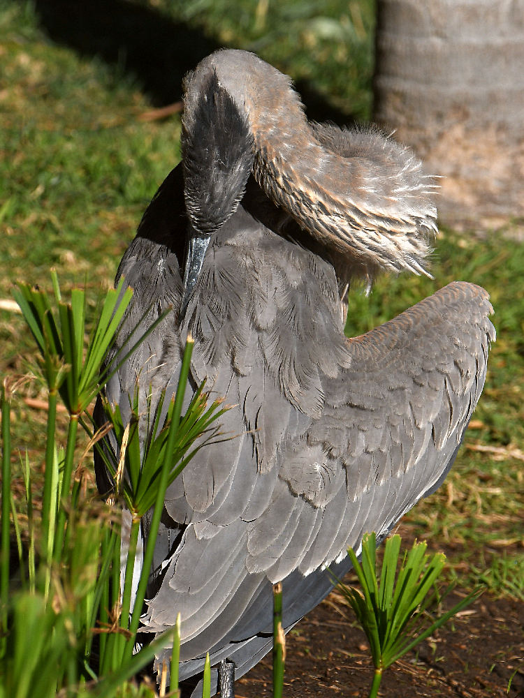 BlueHeron20.jpg