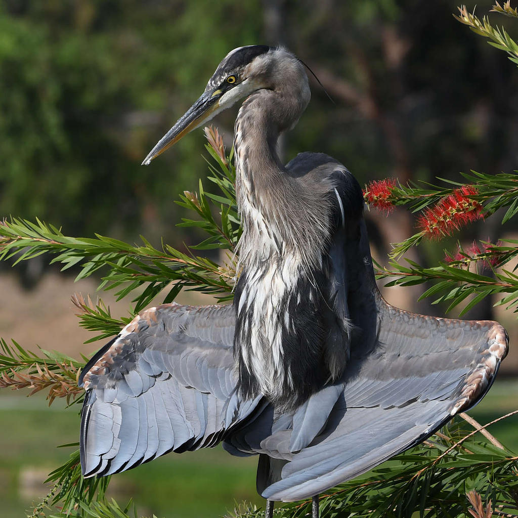 BlueHeron20.jpg