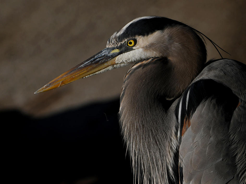 BlueHeron20.jpg