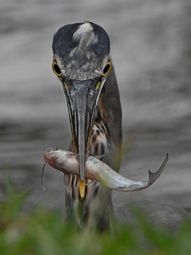 BlueHeron20.jpg