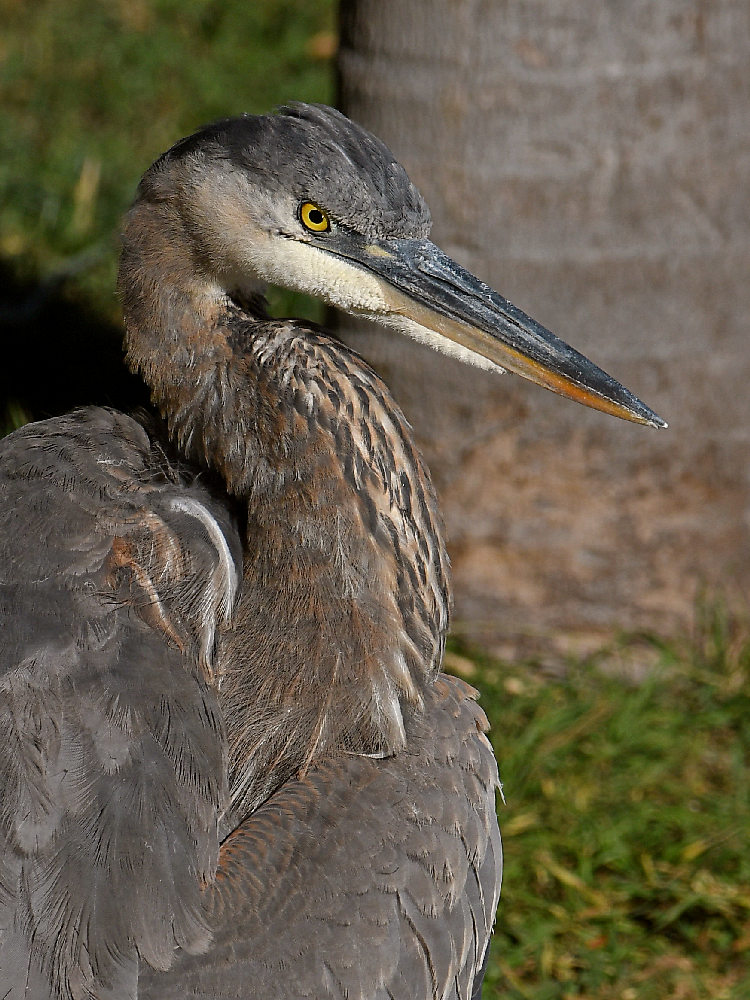 BlueHeron21.jpg