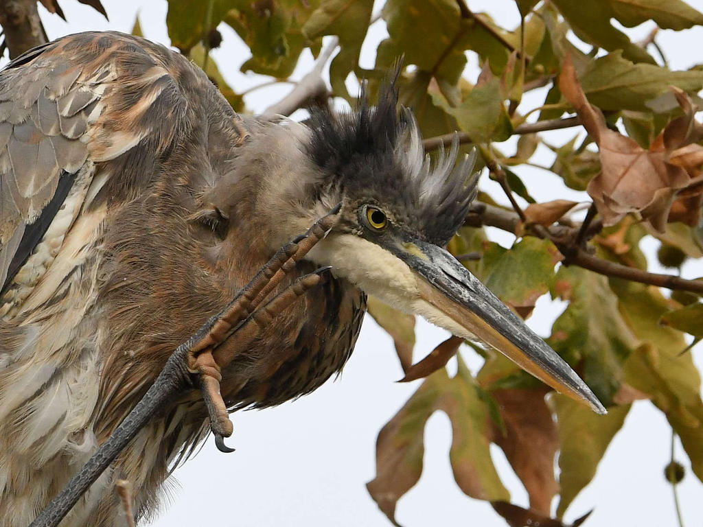 BlueHeron22.jpg