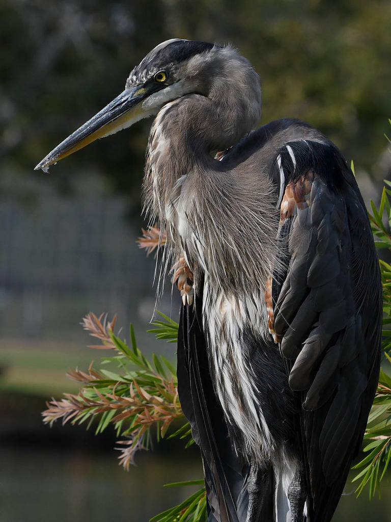 BlueHeron22.jpg