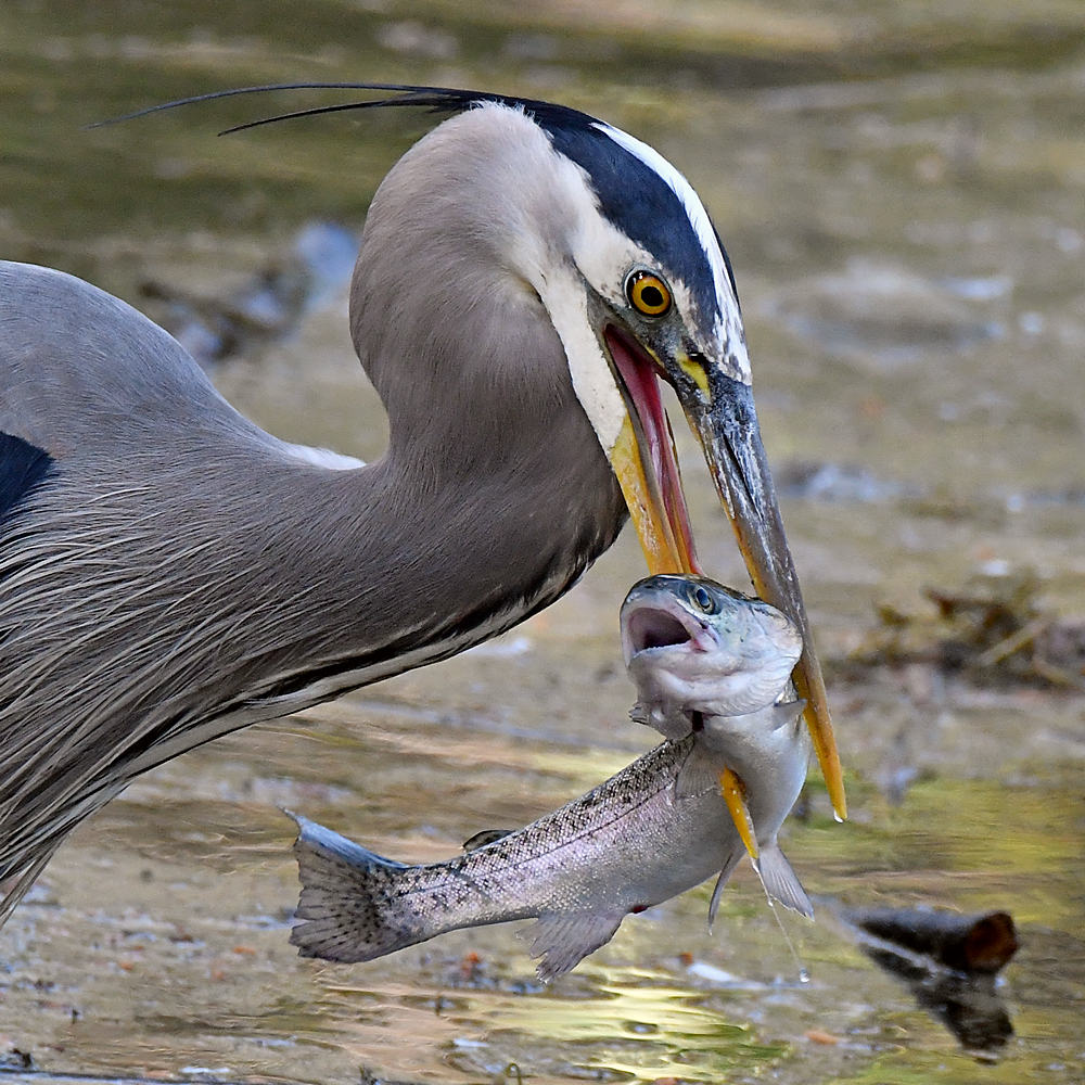 BlueHeron22_2017_03_19.jpg