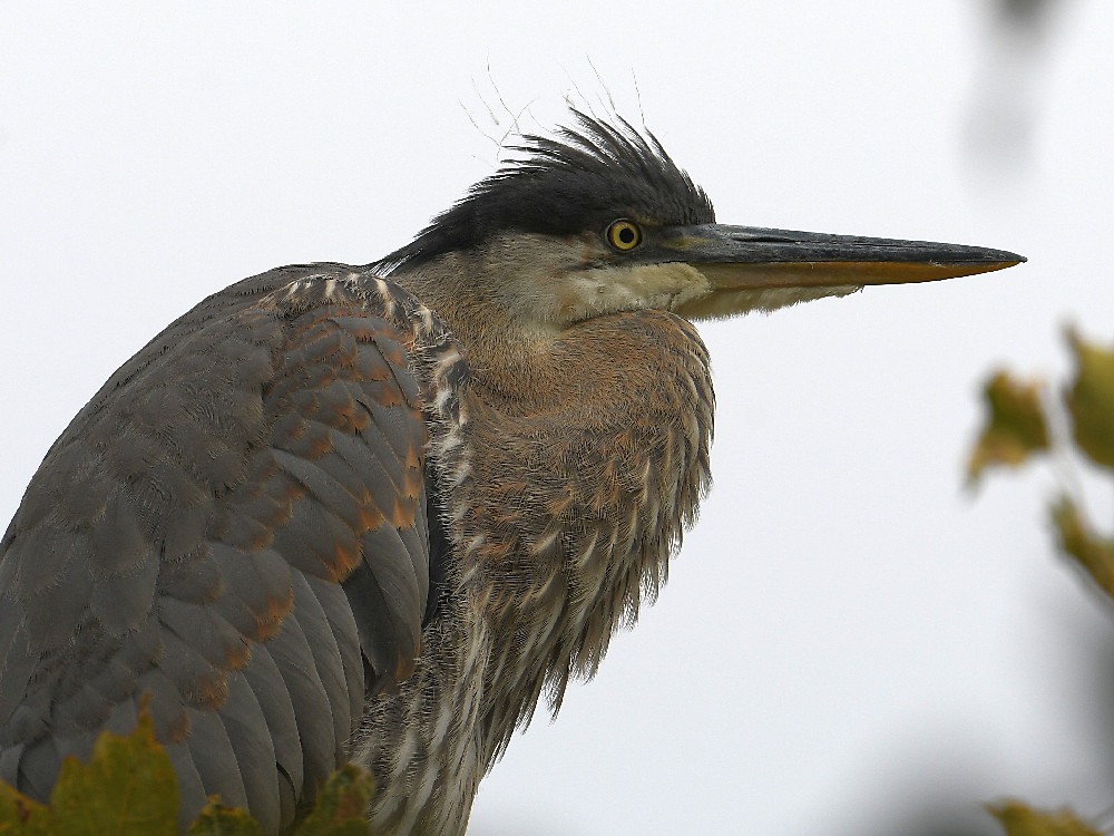 BlueHeron23.jpg