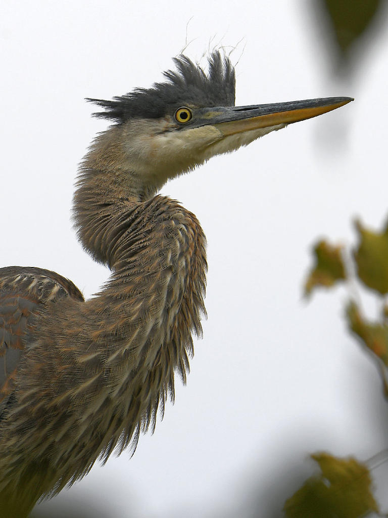 BlueHeron24.jpg