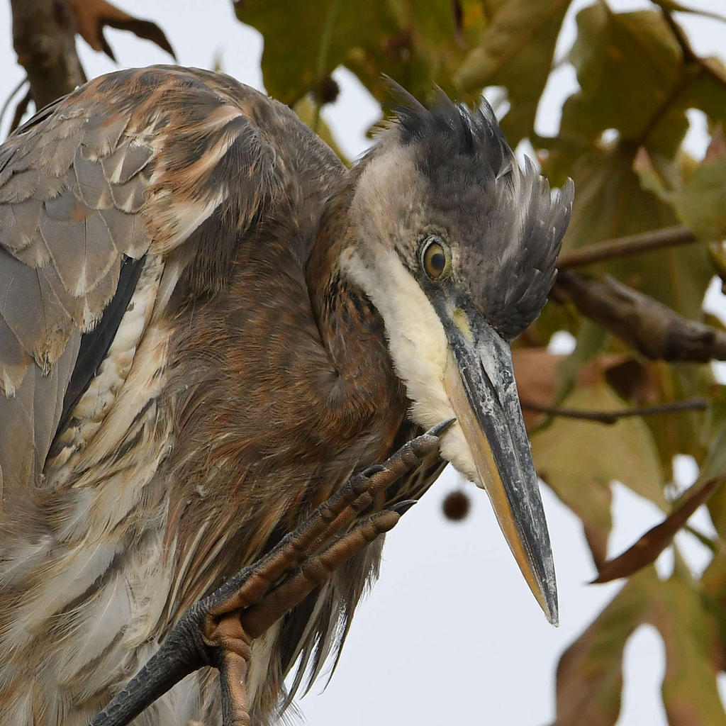 BlueHeron24.jpg