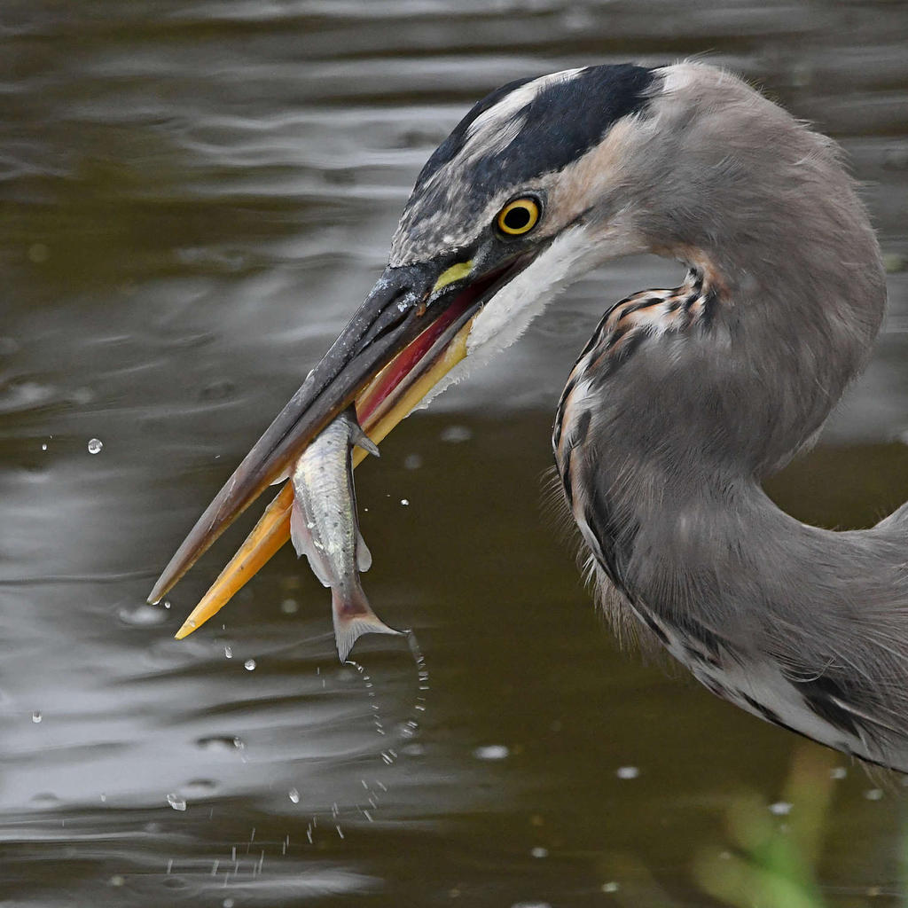BlueHeron24.jpg