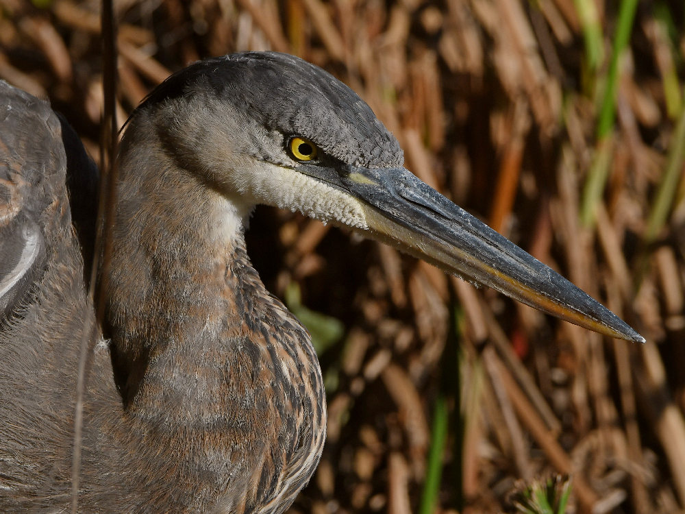 BlueHeron26.jpg