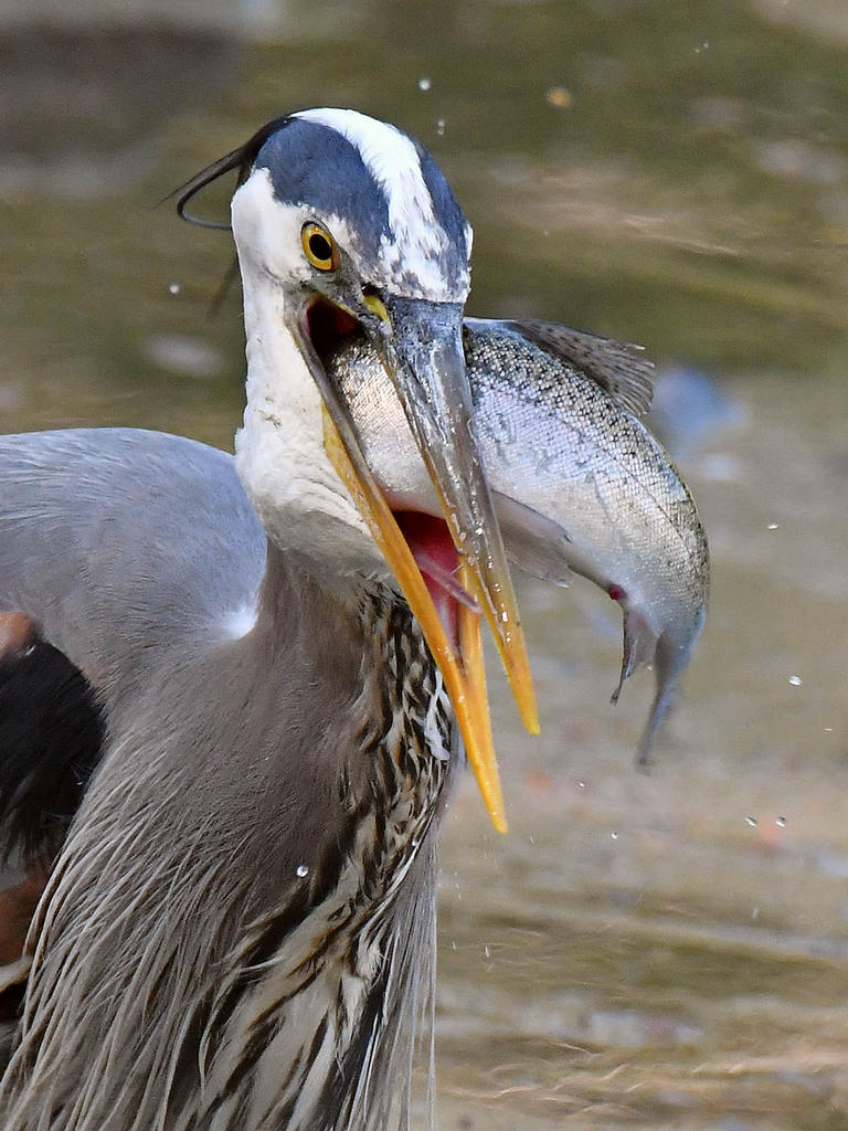 BlueHeron27.jpg