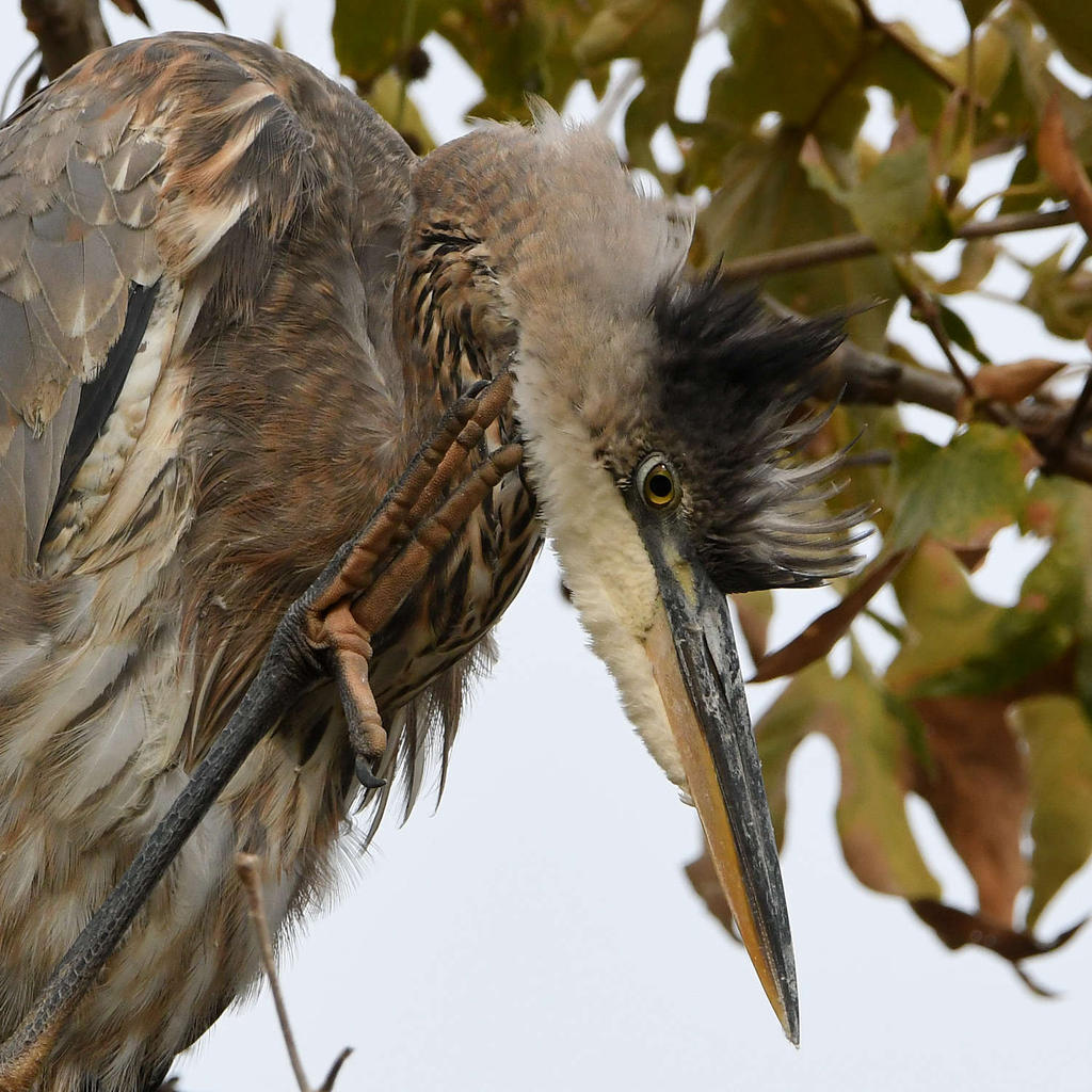 BlueHeron27.jpg