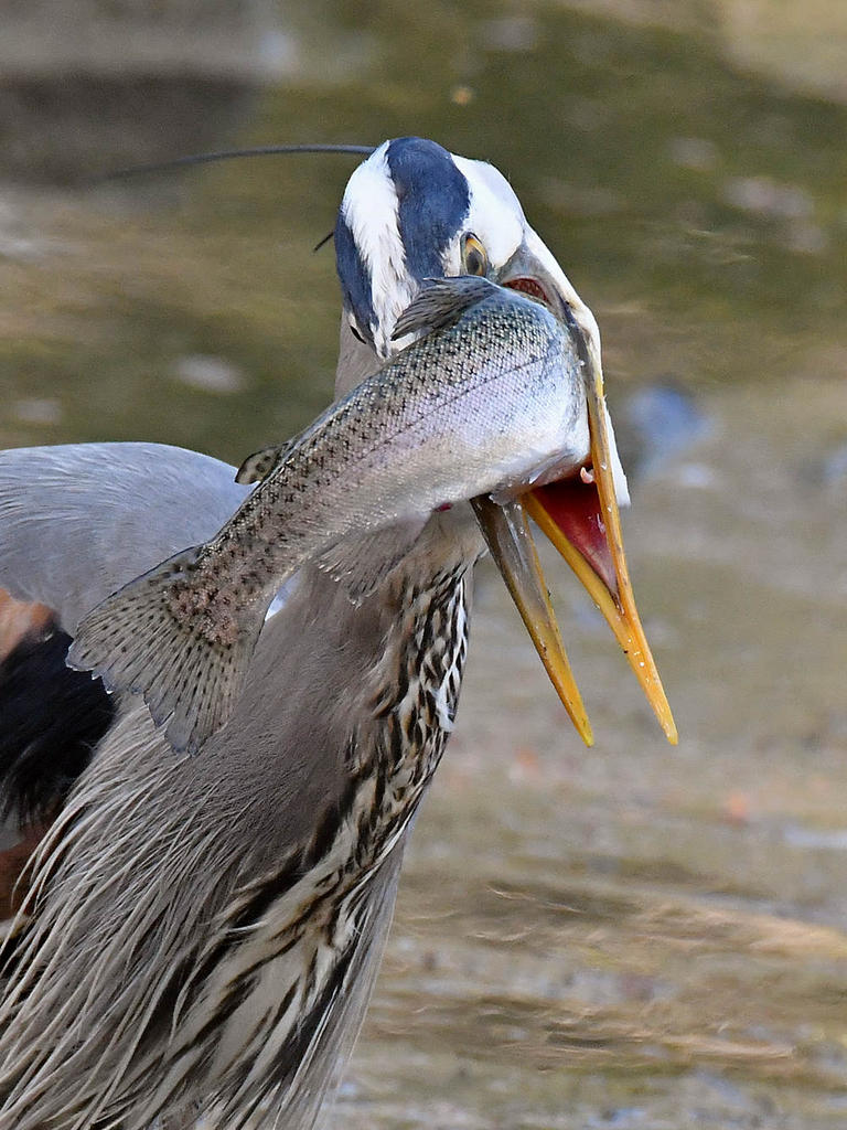 BlueHeron28.jpg