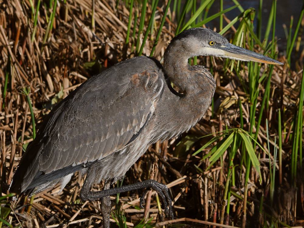 BlueHeron28.jpg