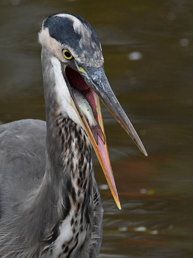 BlueHeron28.jpg