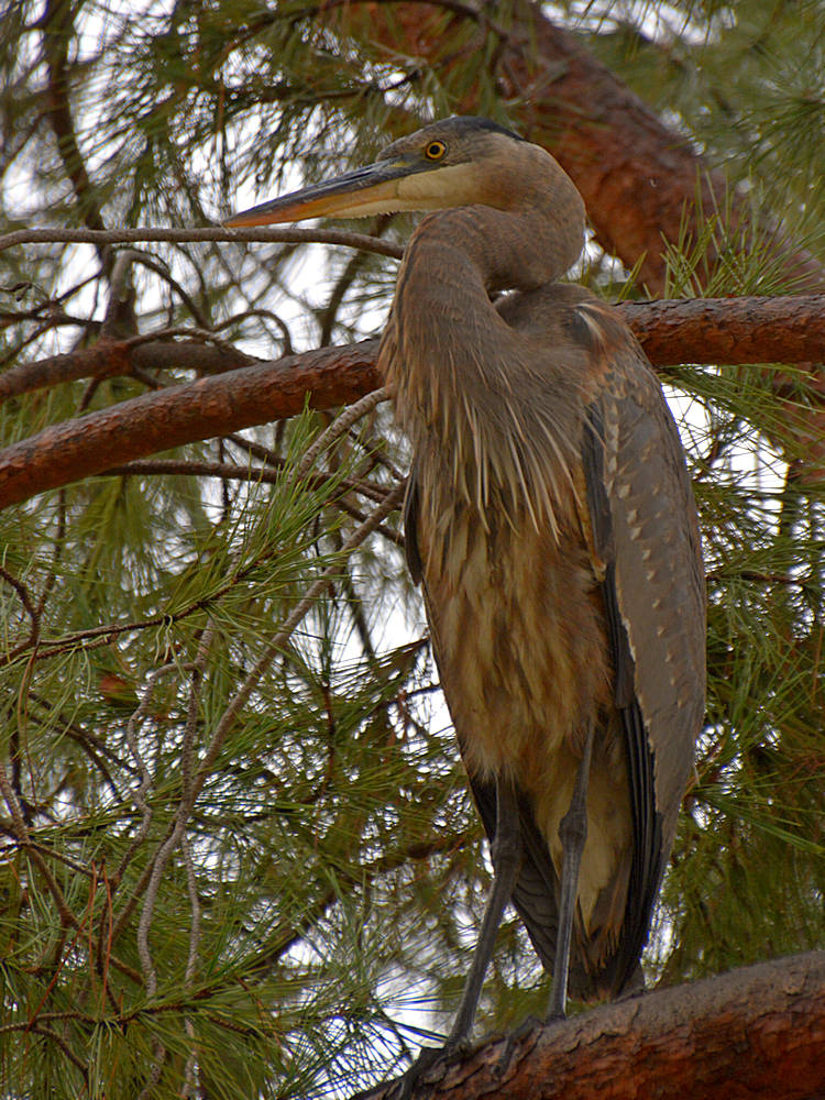 BlueHeron3.jpg