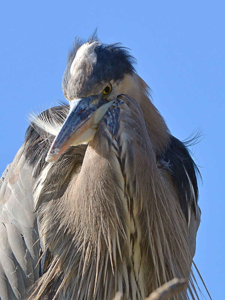 BlueHeron3.jpg