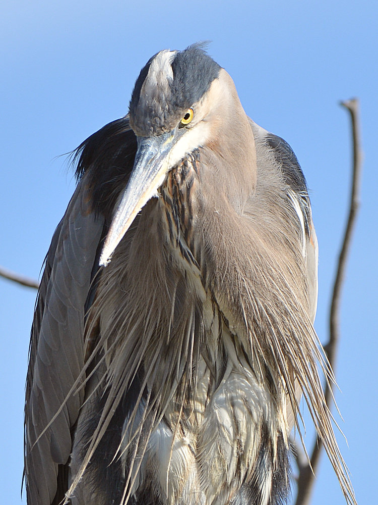 BlueHeron3.jpg