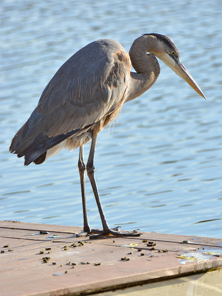 BlueHeron3.jpg