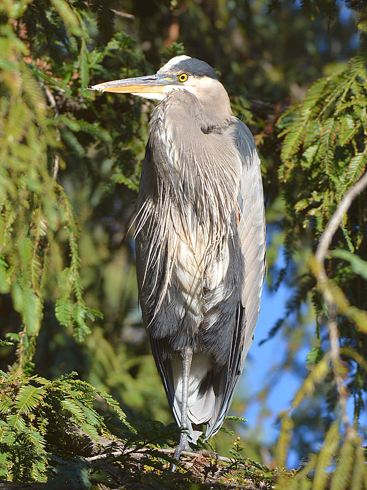 BlueHeron3.jpg