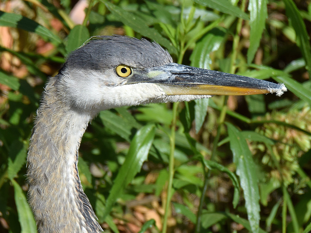BlueHeron3.jpg