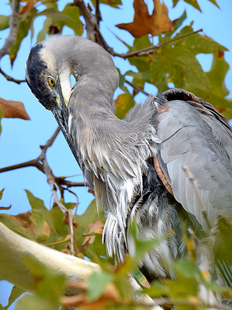 BlueHeron3.jpg