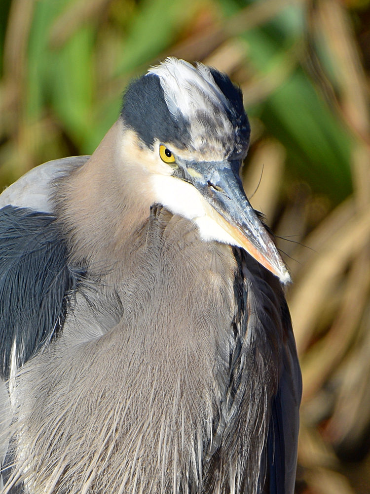 BlueHeron3.jpg