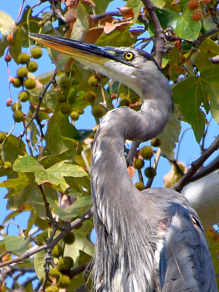 BlueHeron3.jpg