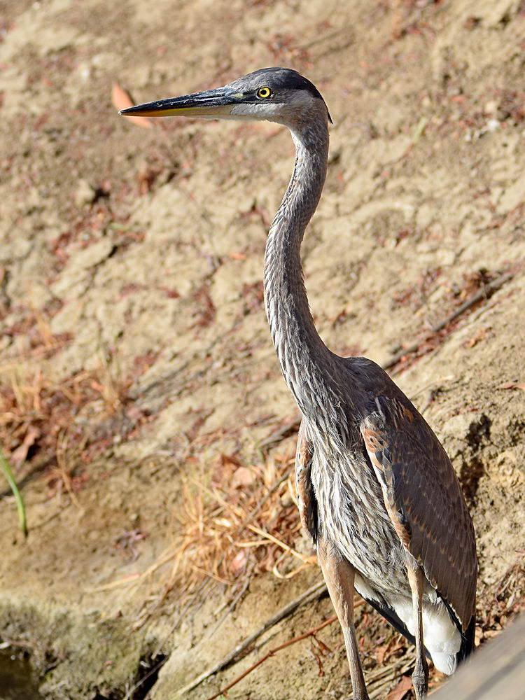 BlueHeron3.jpg