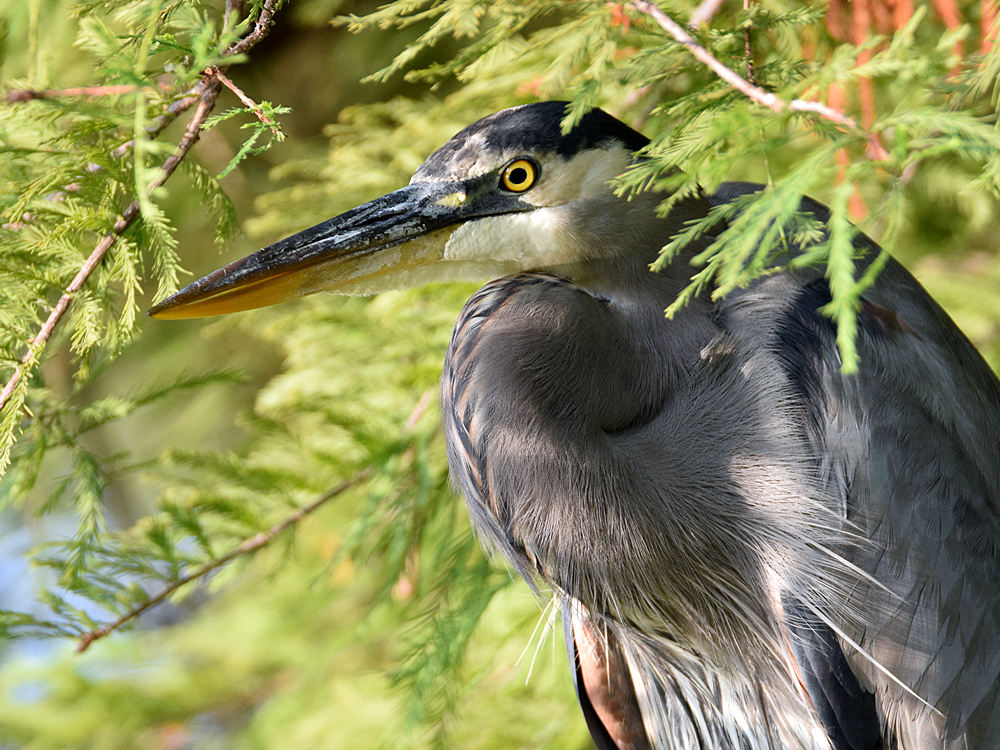 BlueHeron3.jpg