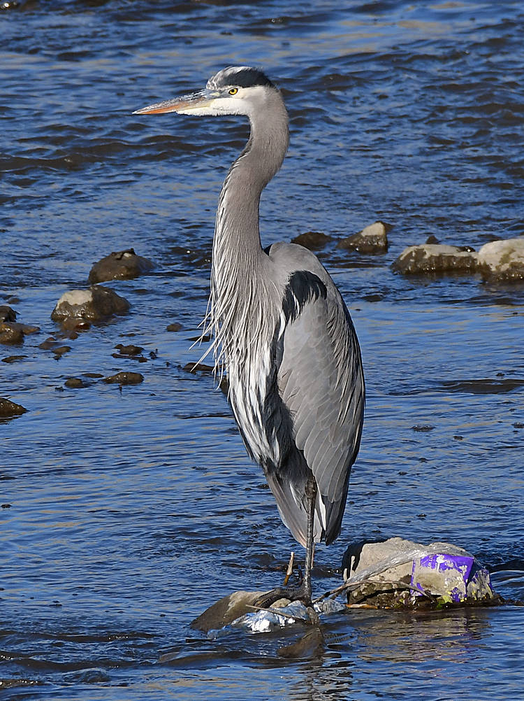 BlueHeron3.jpg